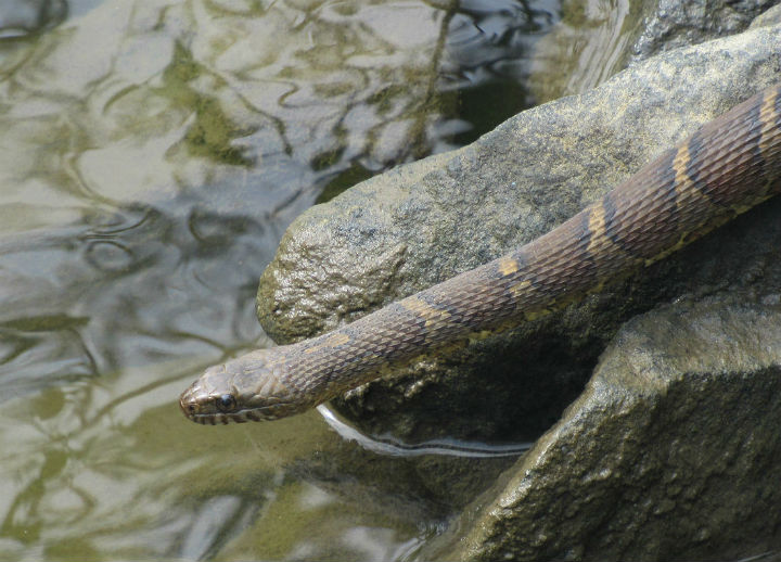 Northern Water Snake